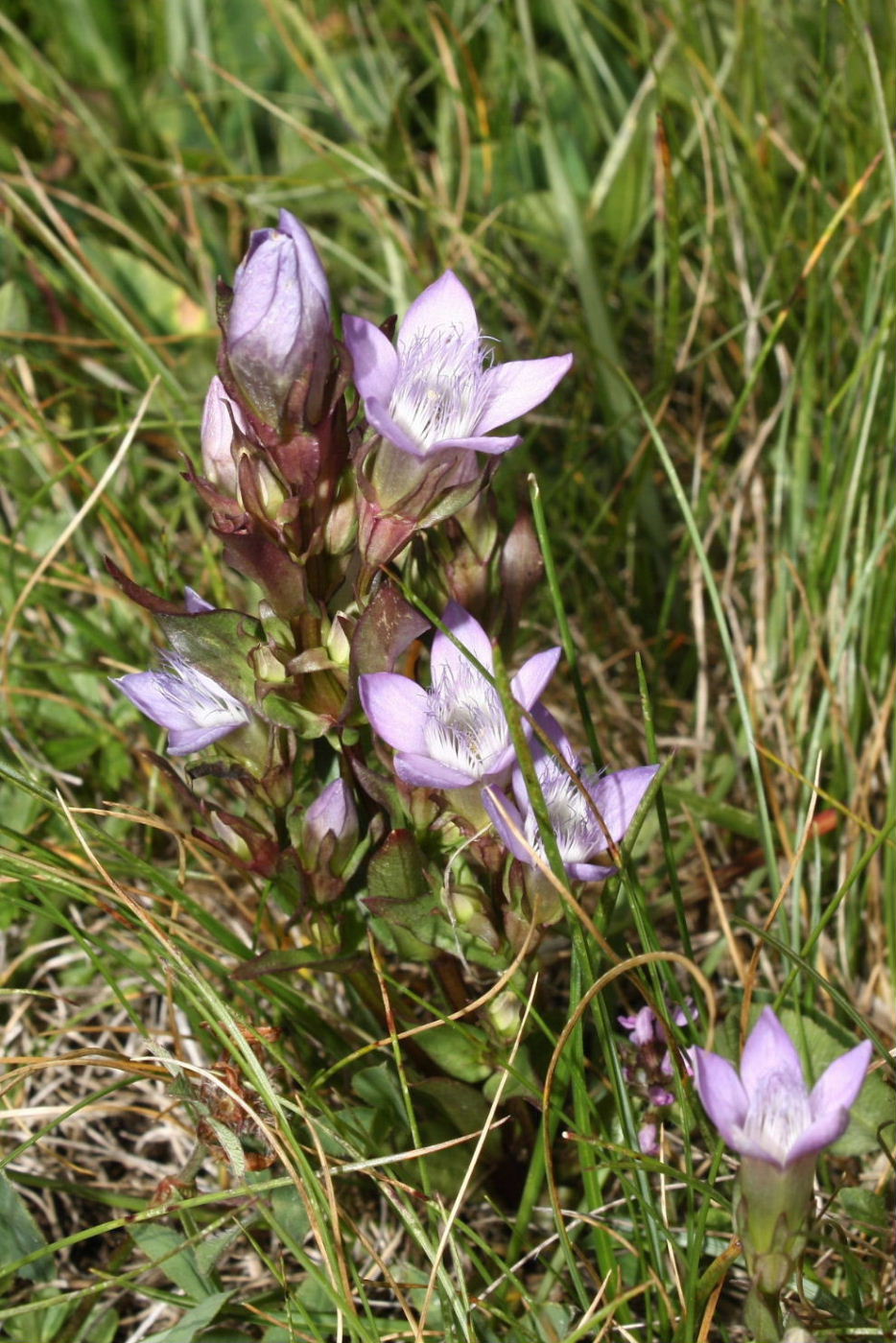 Gentianella ramosa